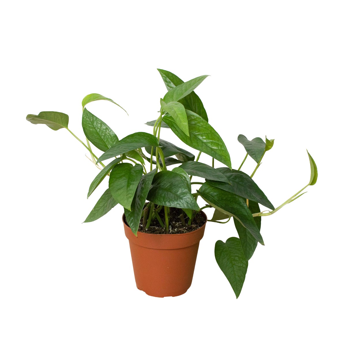 Pothos Cebu Blue 3Pot