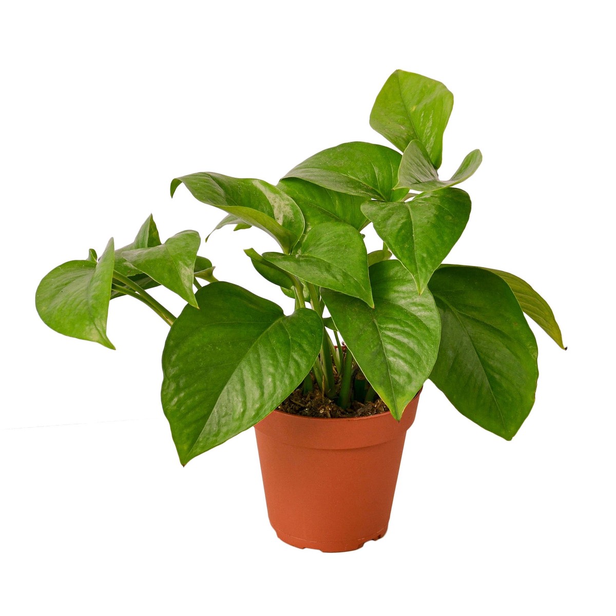 Pothos Green Queen 4Pot