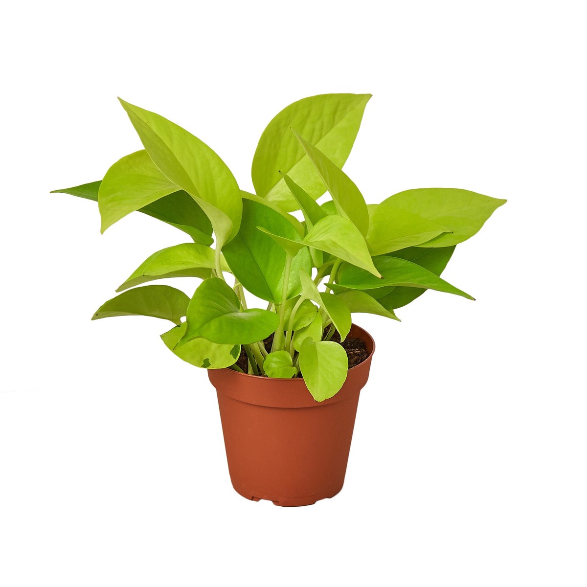 Pothos Neon 3PotNursery
