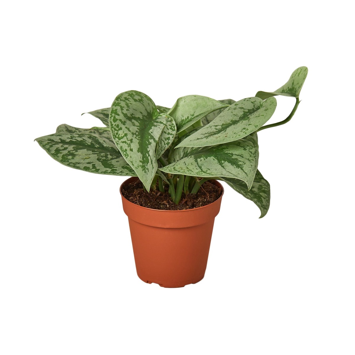 Pothos Silver Splash 8Pot