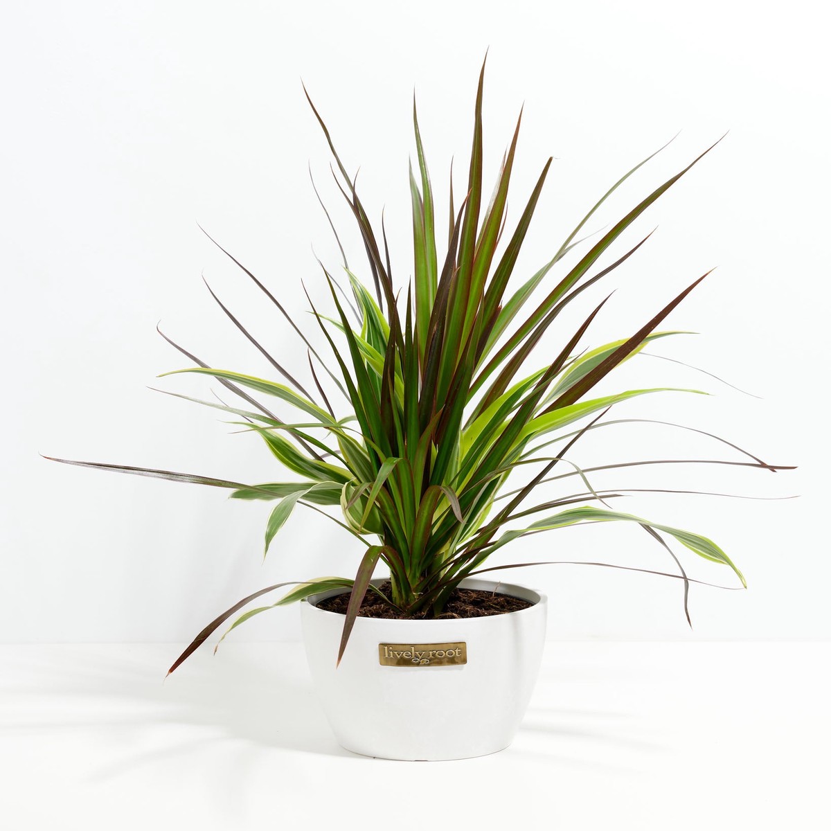 Red Leaf Dragon Plant Collection (Dracaena) MediumEcoPotCoconut