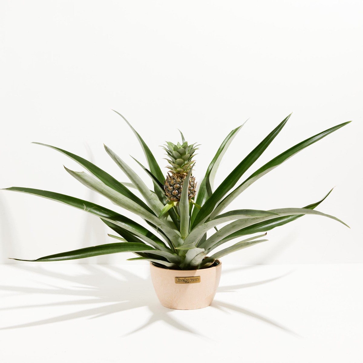 Red Pineapple Plant With Fruit SmallGrowerVaries