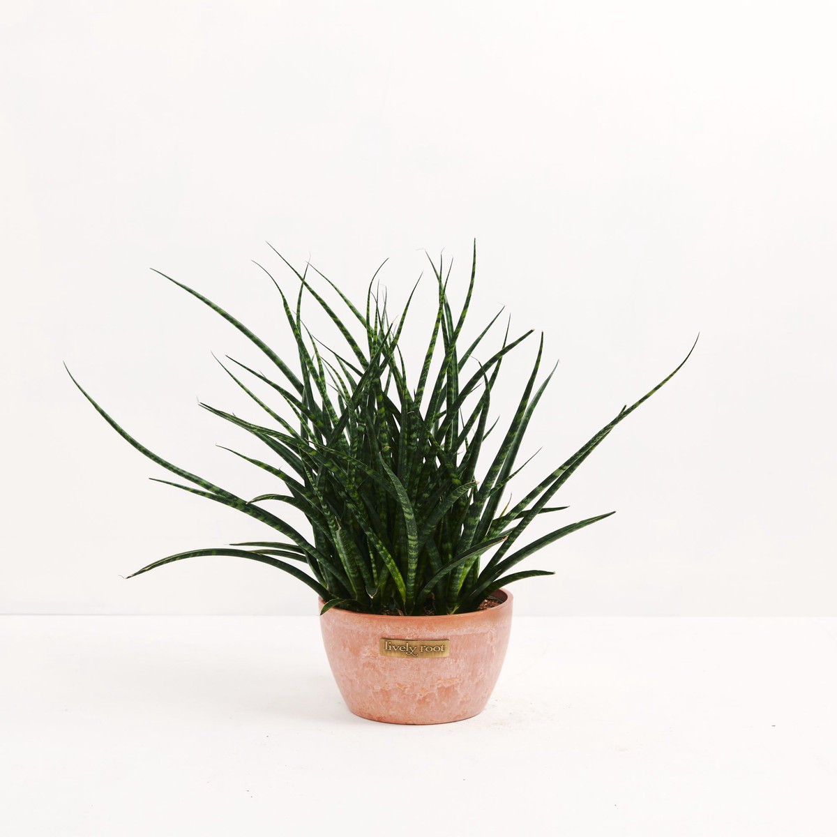 Sansevieria Fernwood MediumEcoPotCoconut