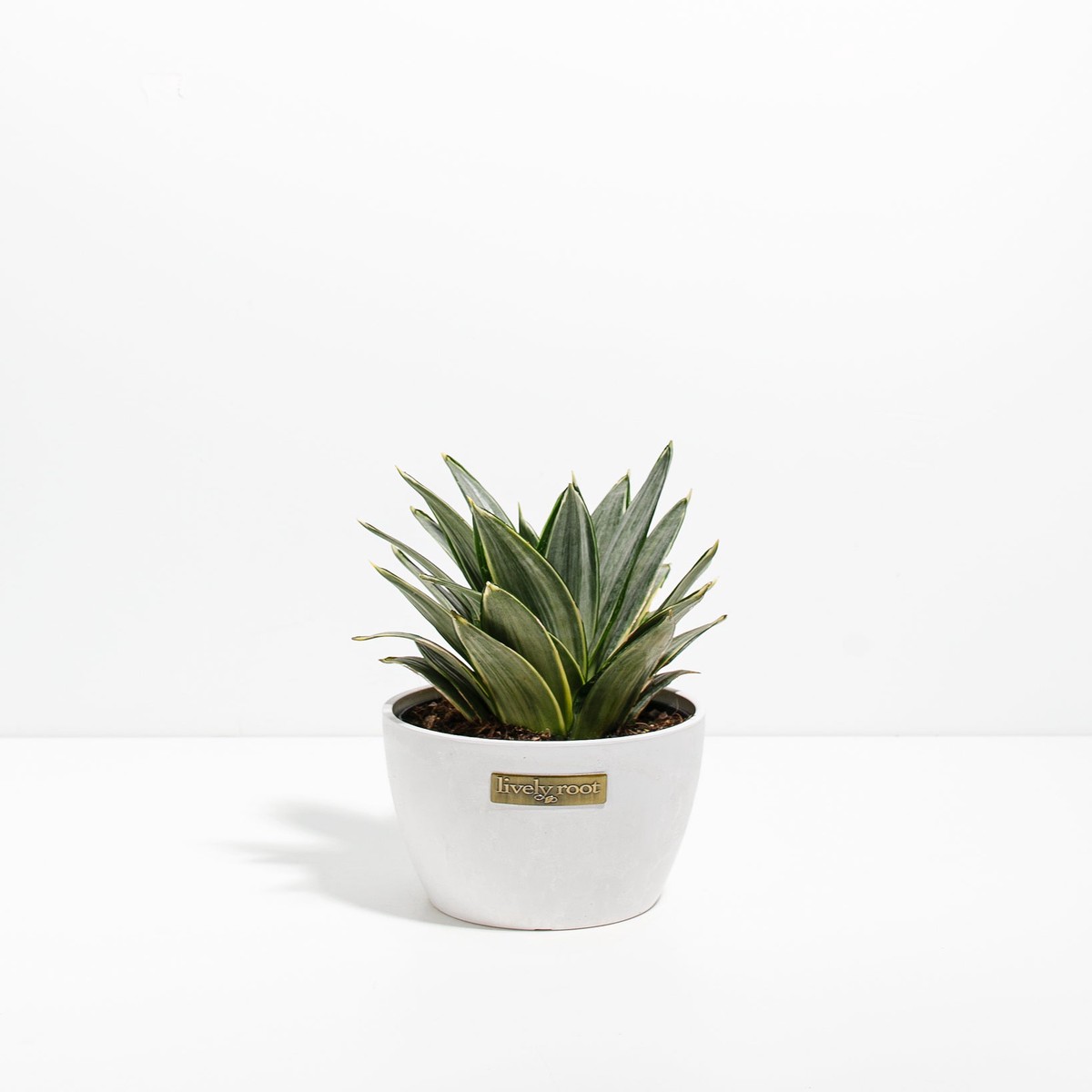 Silver Frost Snake Plant SmallGrowerVaries