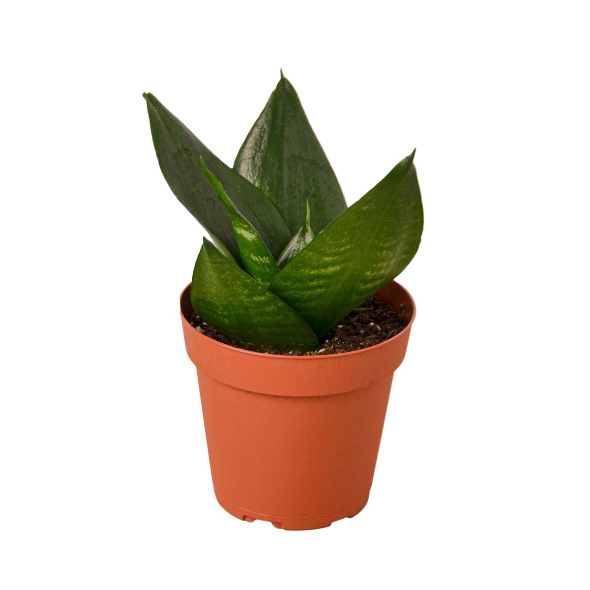 Snake Plant Jade 4Pot