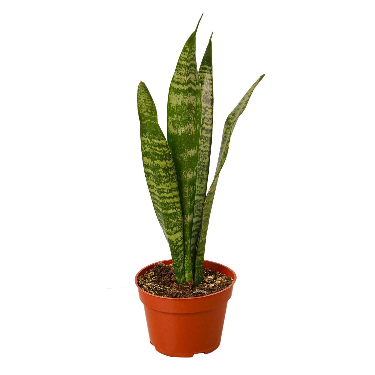 Snake Plant Zeylanica 4Pot