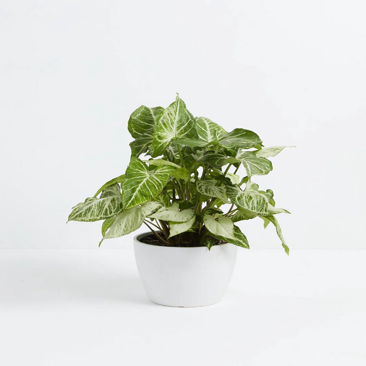 Syngonium White Butterfly MediumEcoPotCoconut