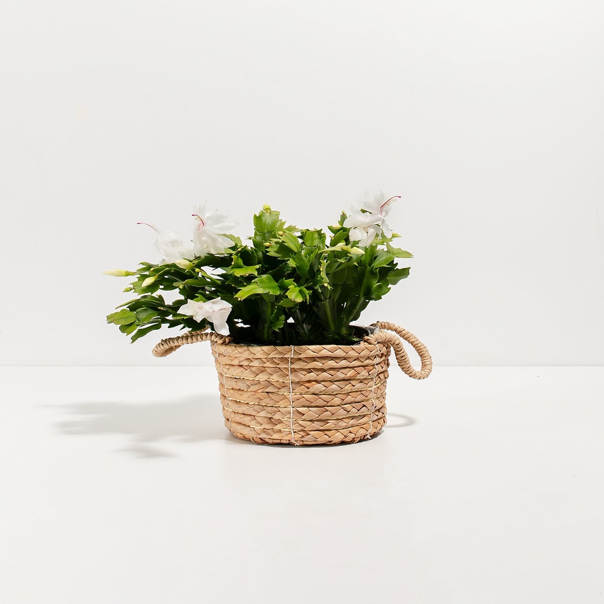 White Christmas Cactus SmallGrowerVaries