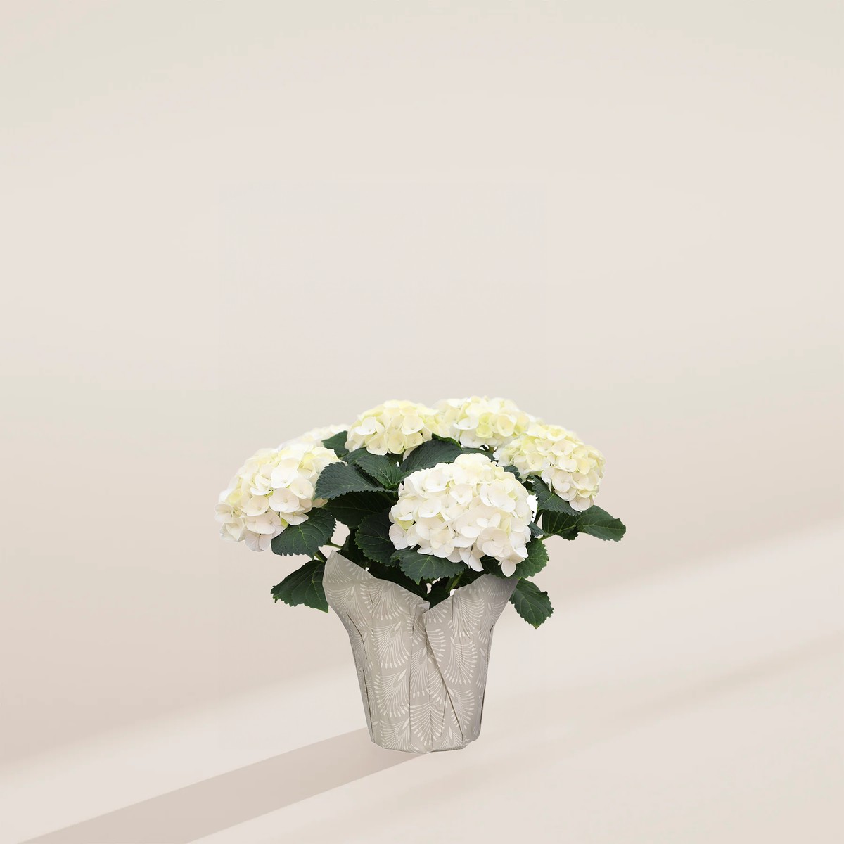 White Heritage Hydrangea MediumEcoPotMacadamia