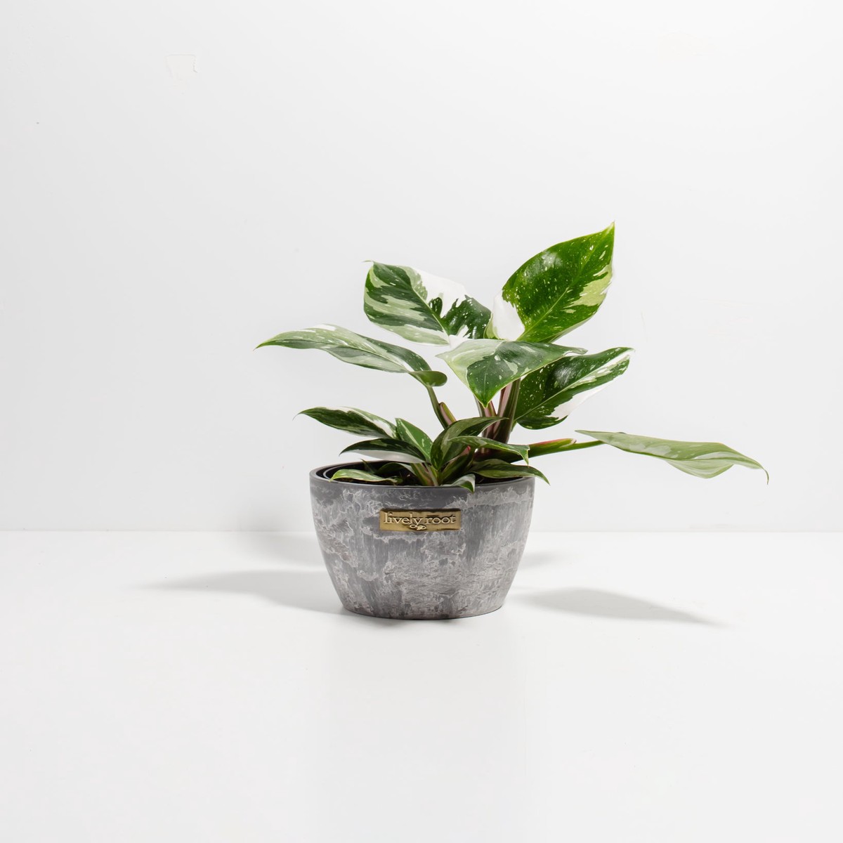 White Princess Philodendron MediumEcoPotMacadamia