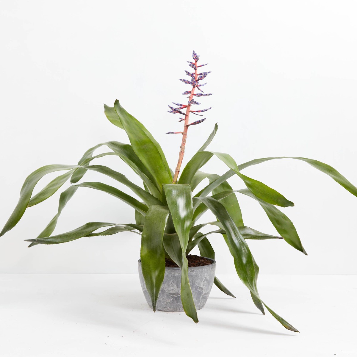 Aechmea Bromeliad MediumBasketsLight