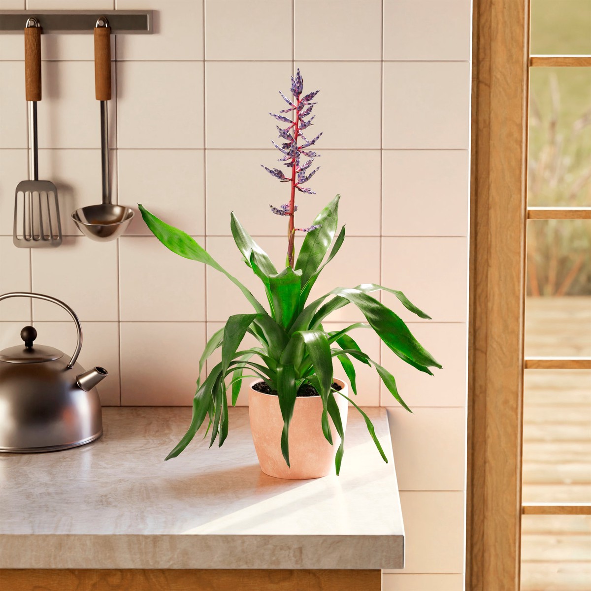 Aechmea Del Mar MediumEcoPotChai