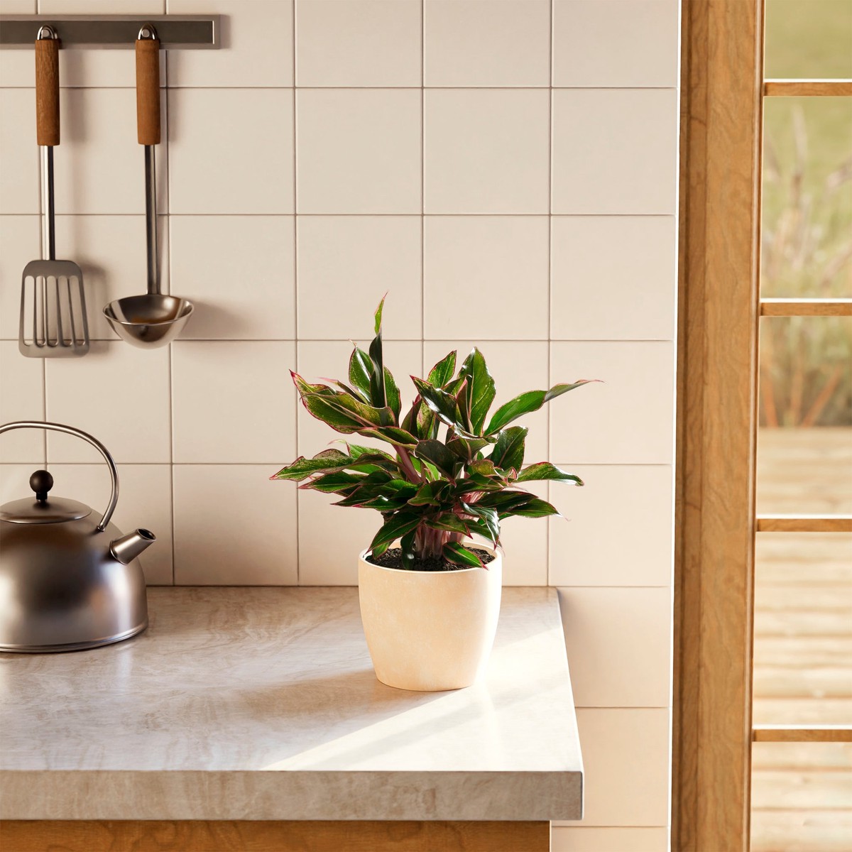 Aglaonema Red Siam MediumEcoPotMacadamia