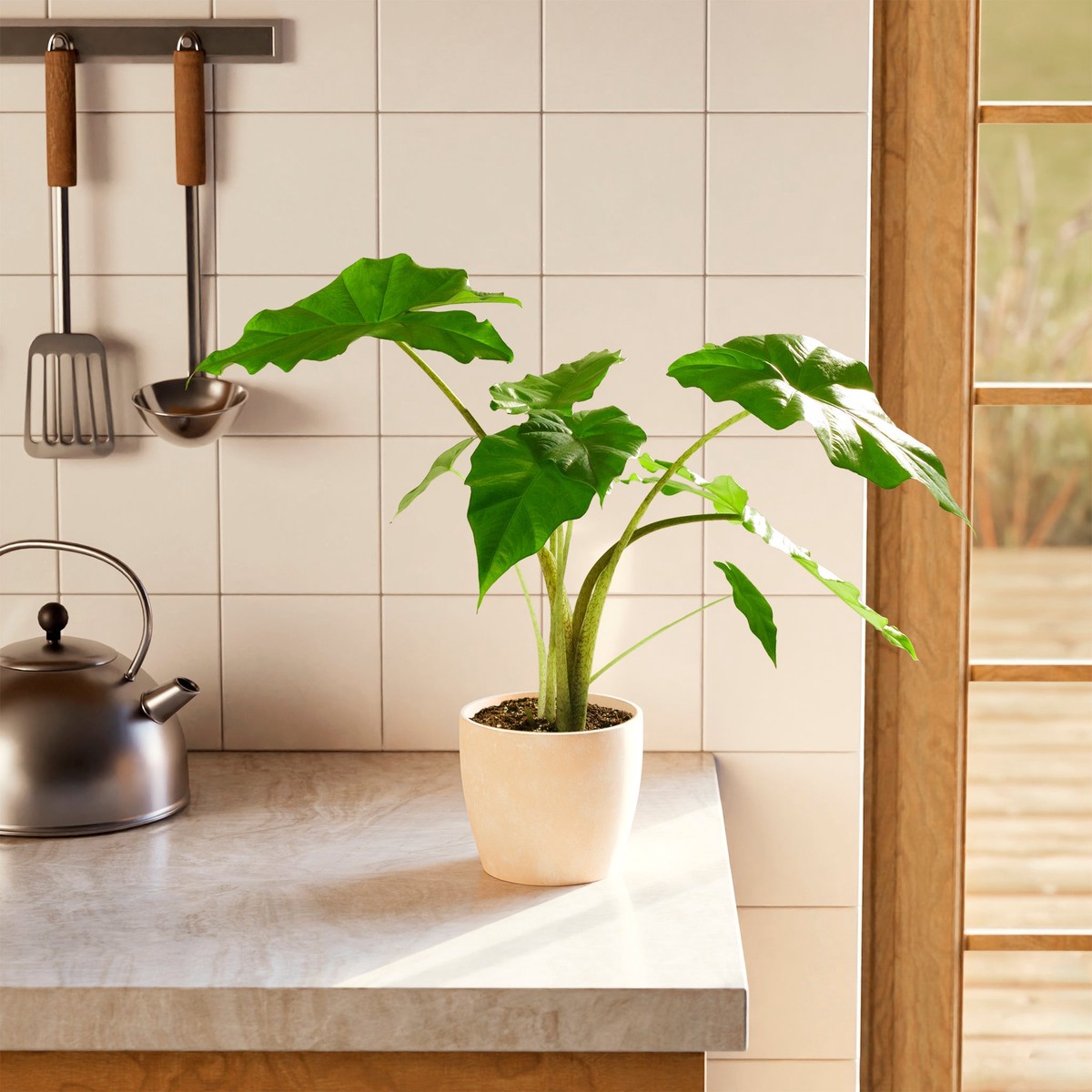 Alocasia Gagaena California MediumEcoPotChai