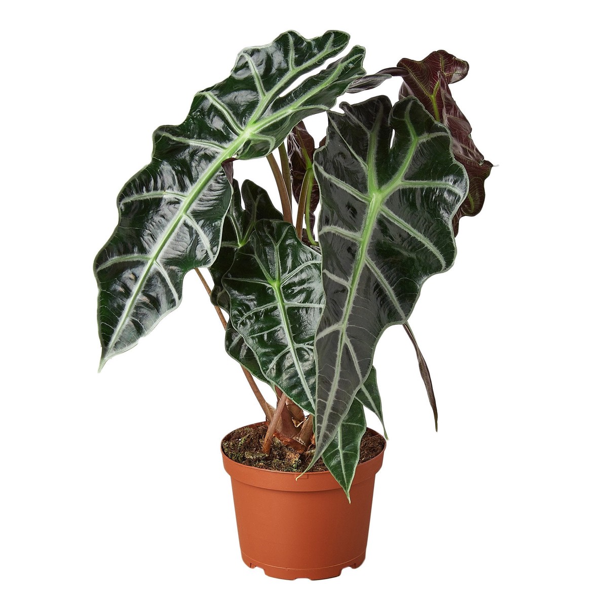 Alocasia Polly African Mask 2Pot