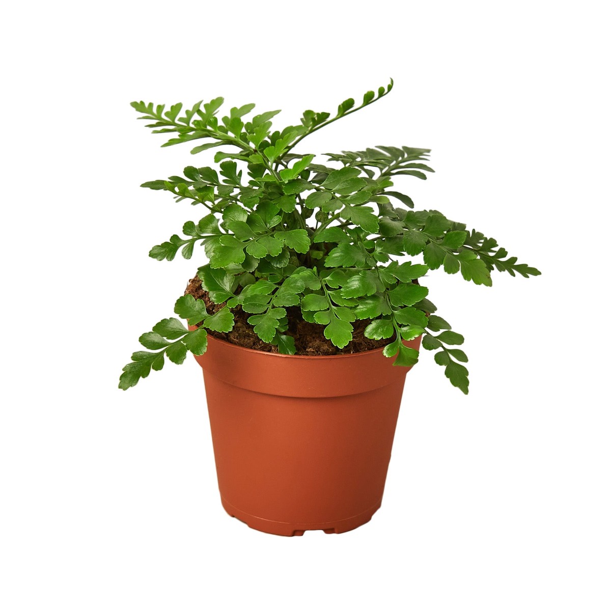 Austral Gem Fern 6Pot