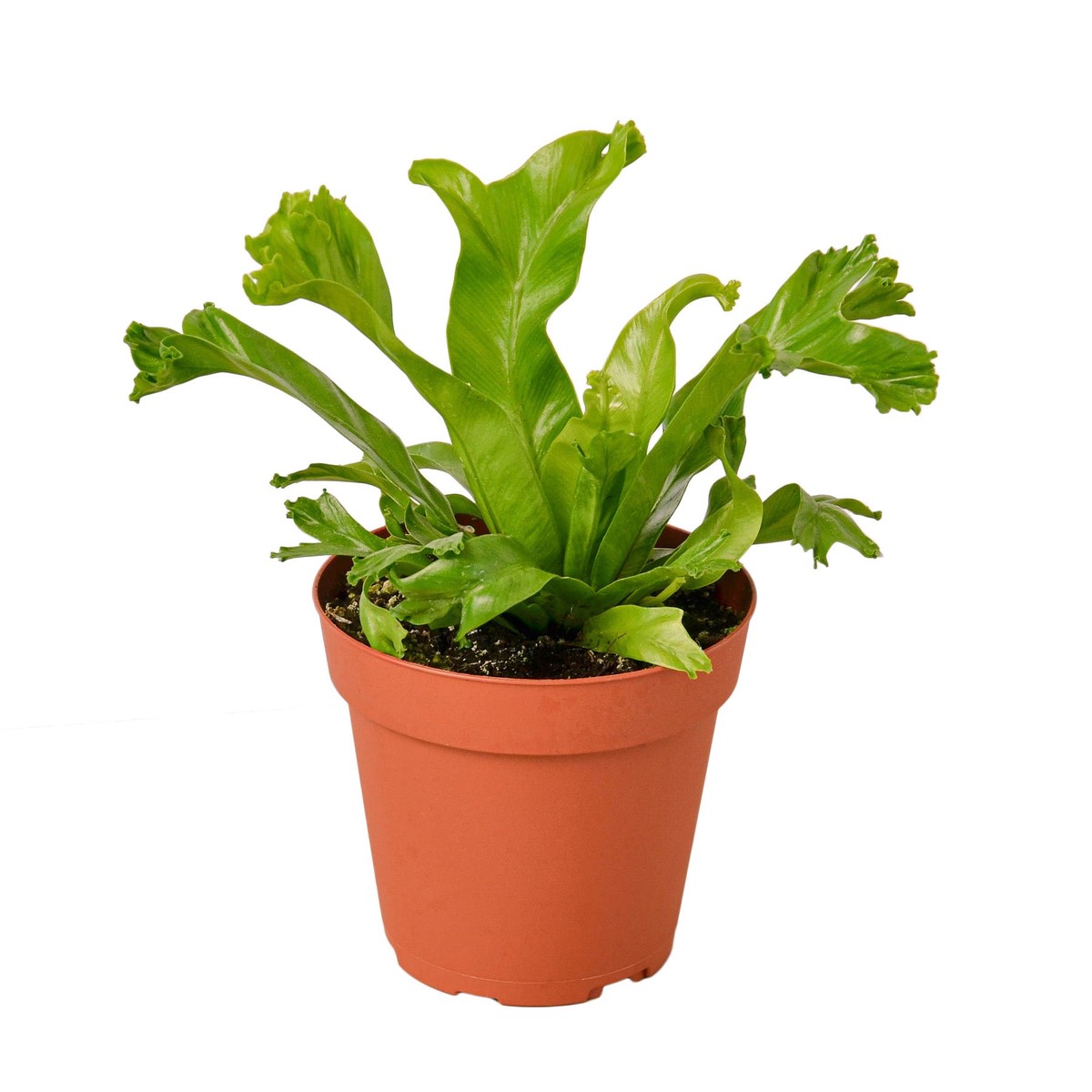 Bird S Nest Leslie Fern 6Pot
