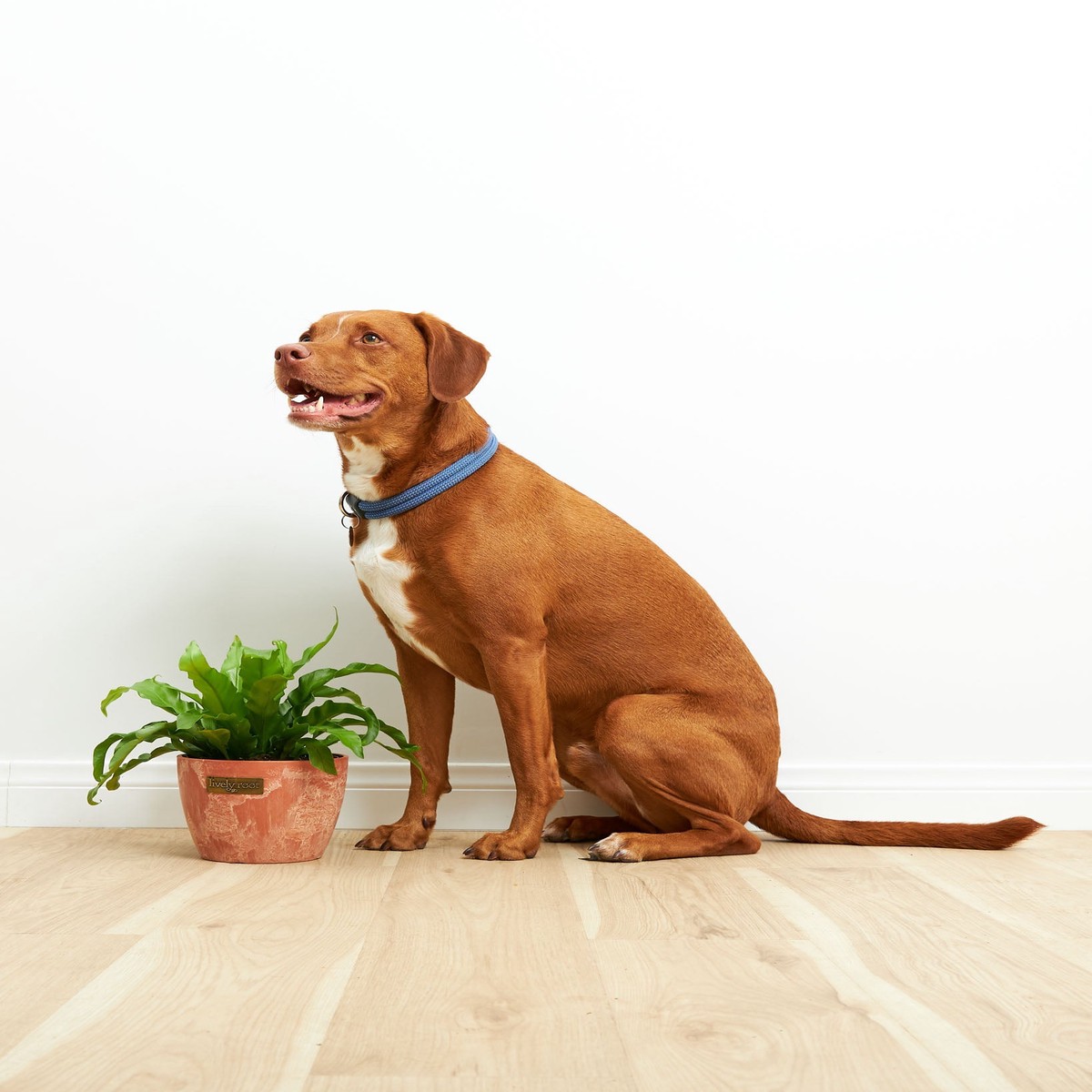 BirdS Nest Fern MediumEcoPotEarlGrey