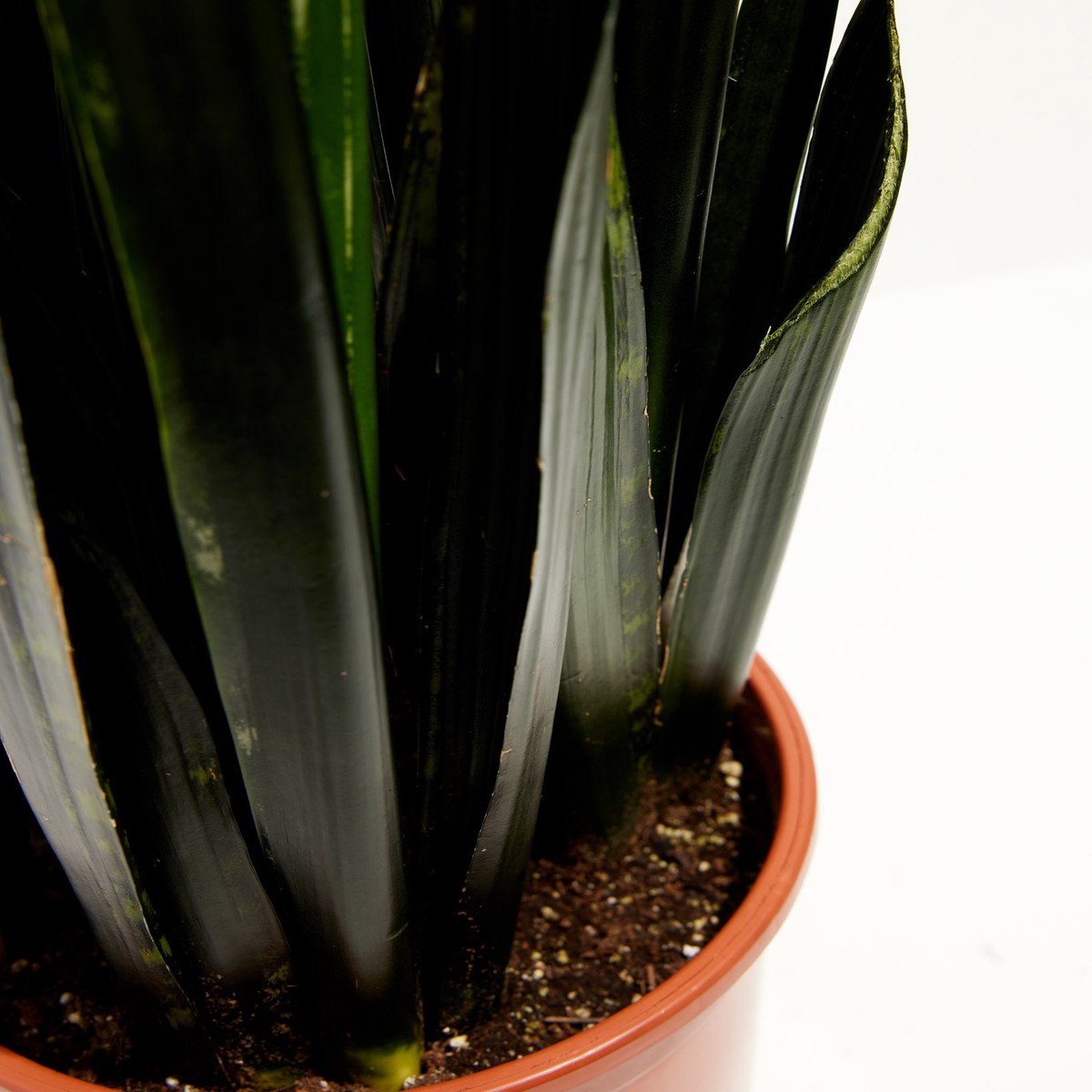 Black Diamond Snake Plant LargeEcoPotEarlGrey