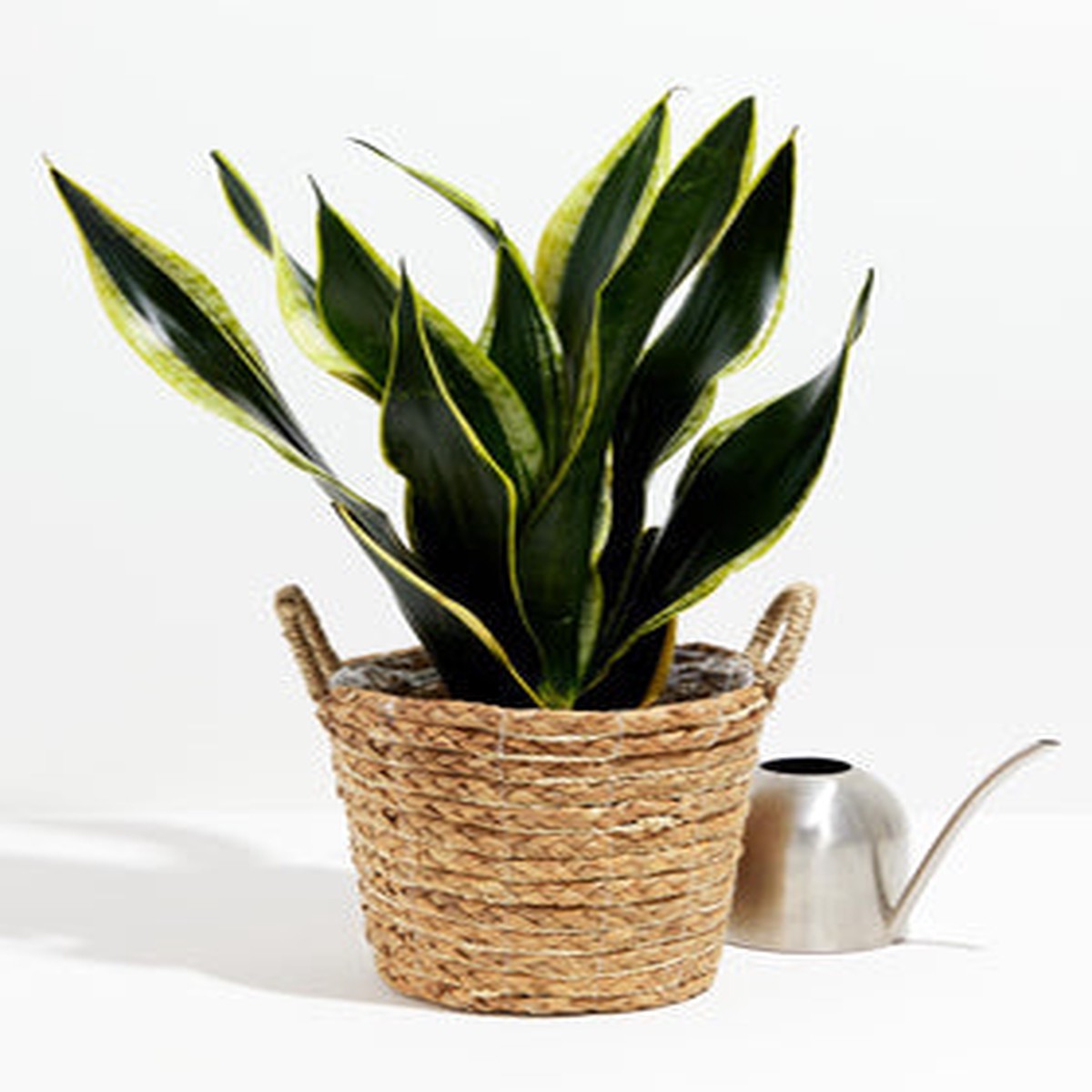 Black Gold Snake Plant LargeEcoPotEarlGrey