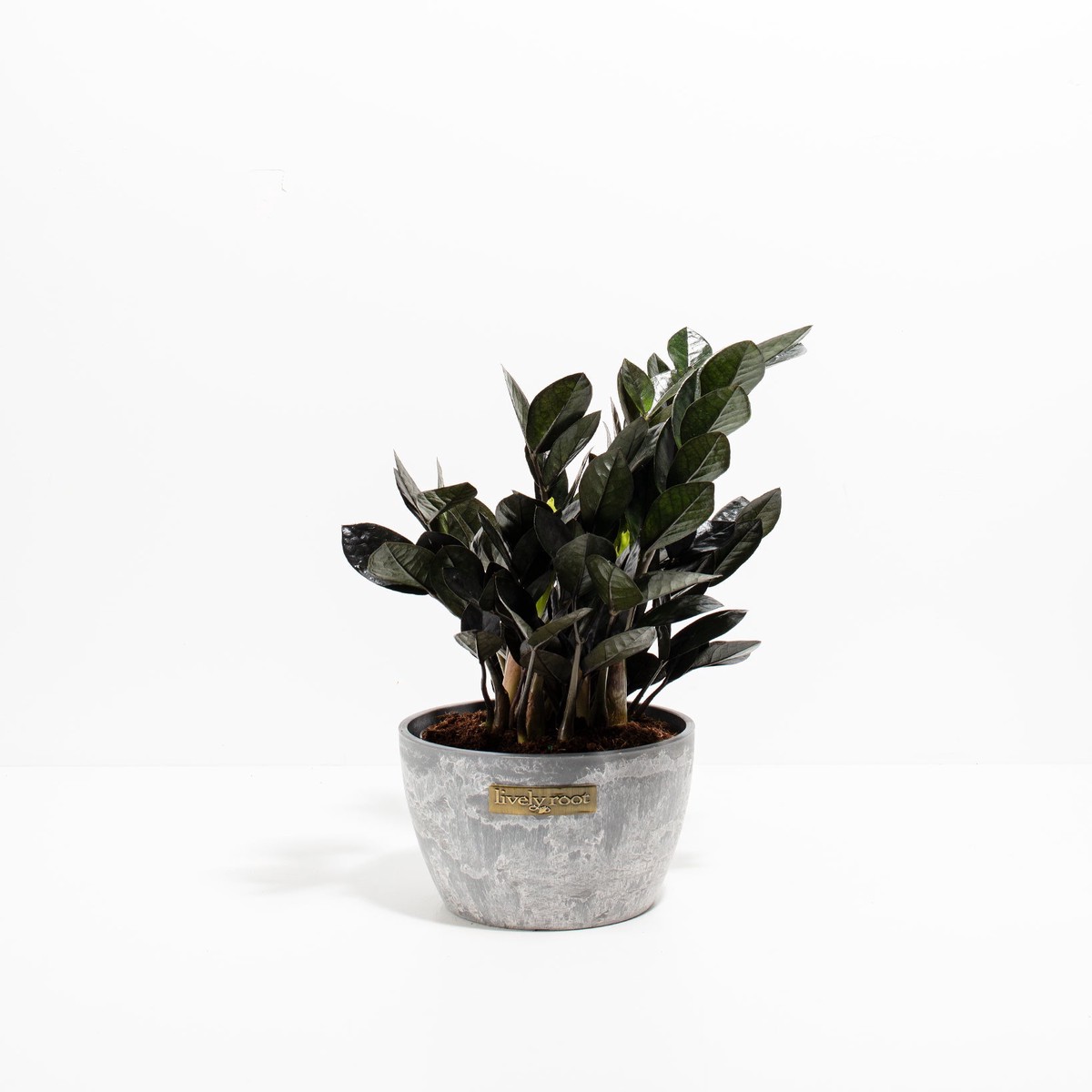 Black Raven Zz Plant MediumEcoPotEarlGrey