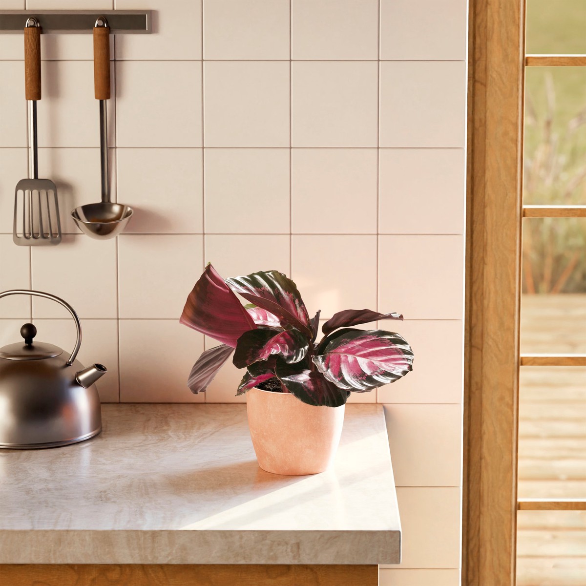 Calathea Crimson SmallEcoPotCoconut