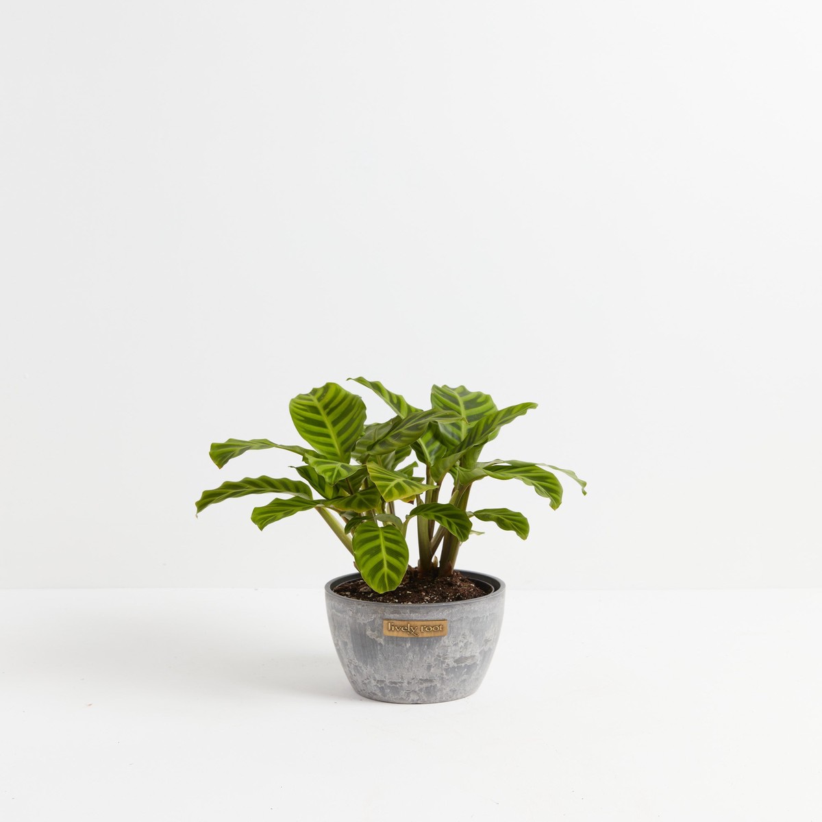 Calathea Zebrina MediumGrowerVaries