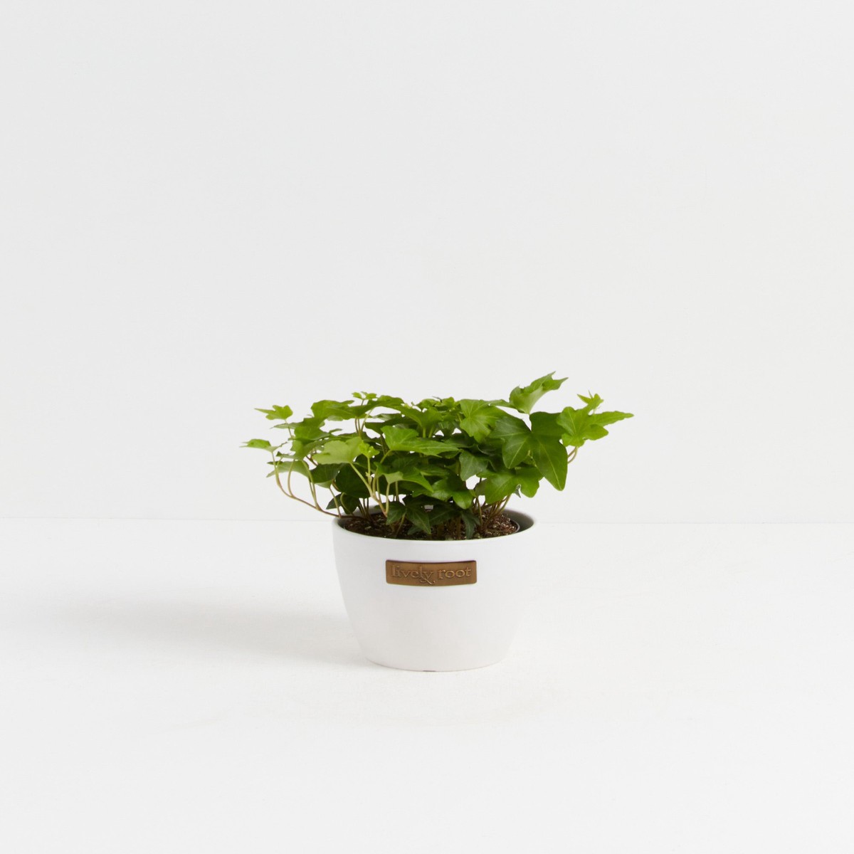 California Ivy SmallGrowerVaries