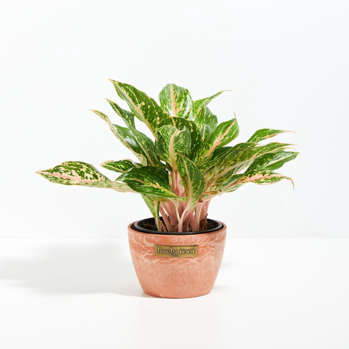 Chinese Evergreen (Aglaonema) SmallEcoPotChai