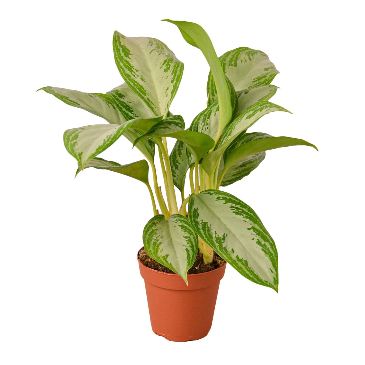 Chinese Evergreen Silver Bay 10Pot