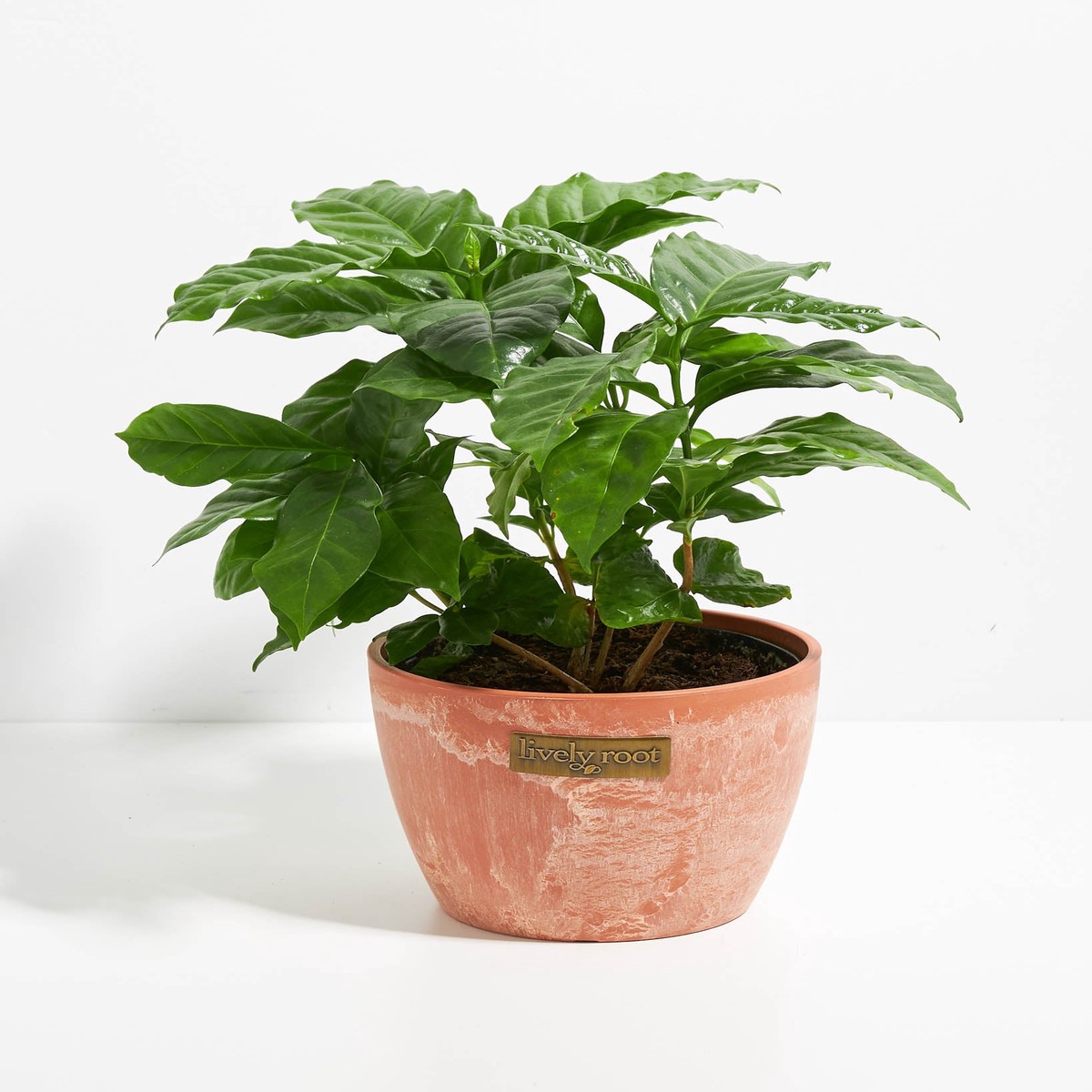 Coffee Plant (Coffea Arabica) SmallEcoPotCoconut