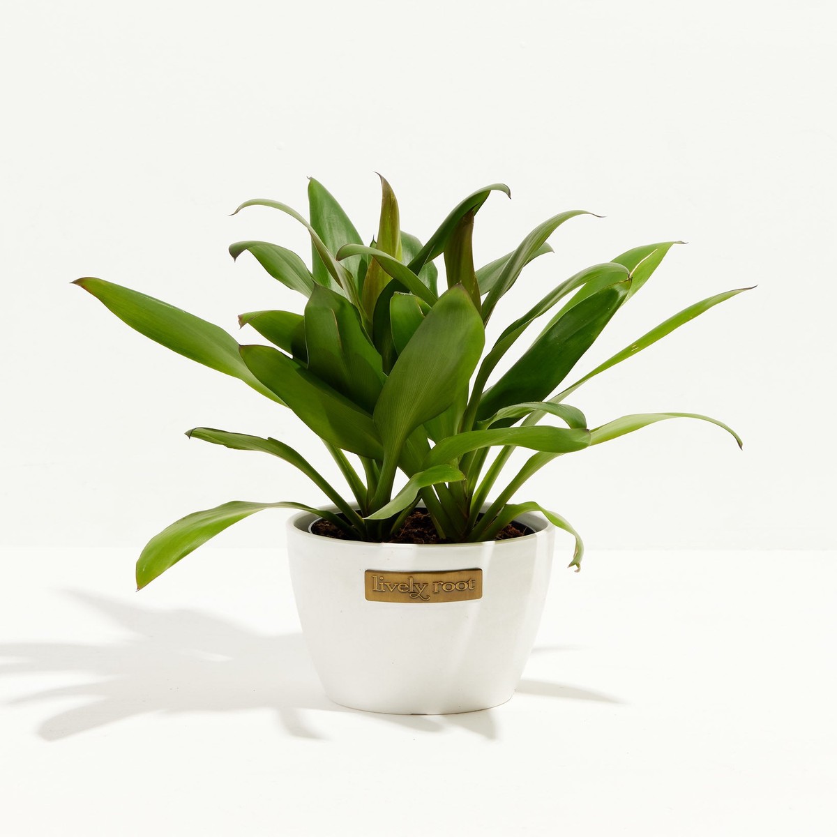 Cordyline Fruticosa Glauca (Good Luck Plant) SmallEcoPotCoconut