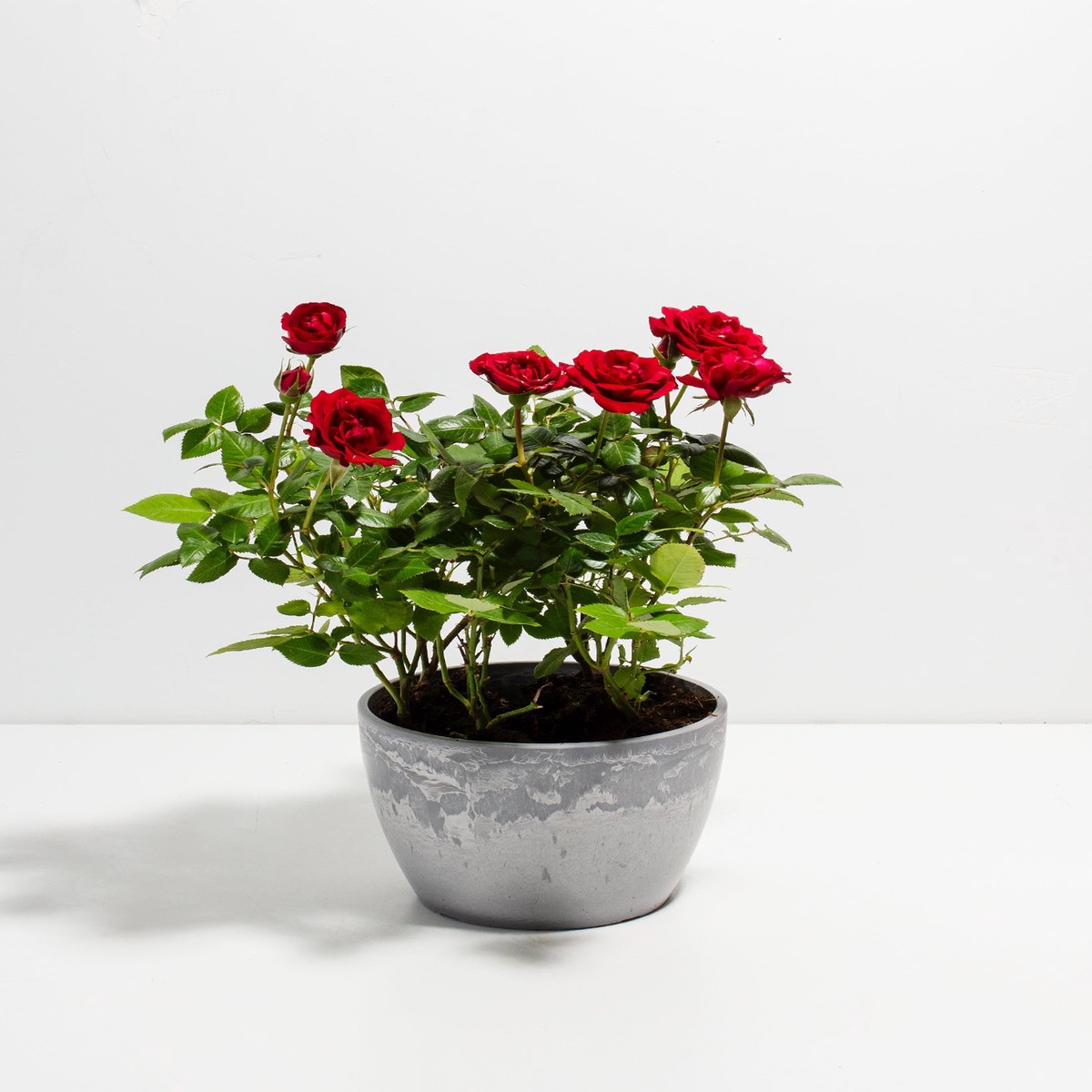 Crimson Red Miniature Roses MediumEcoPotCoconut
