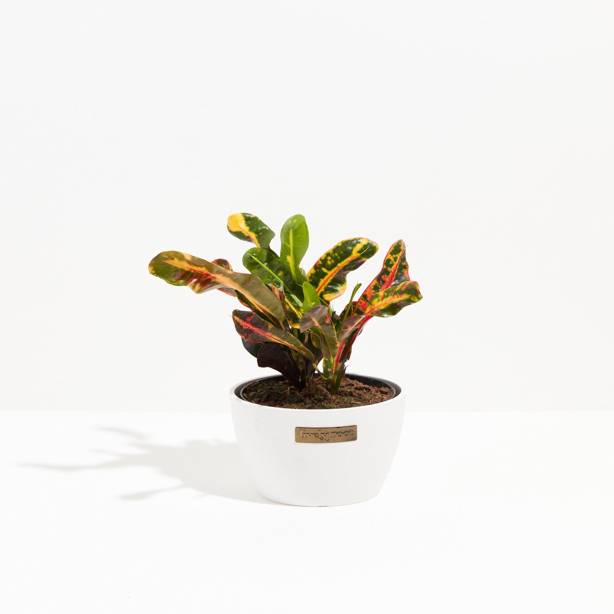 Croton Mammy MediumEcoPotEarlGrey