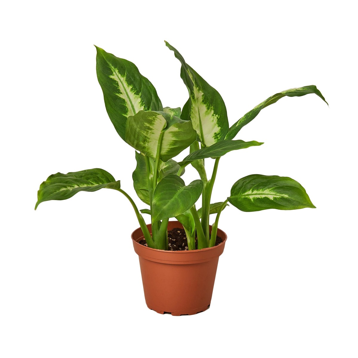 Dieffenbachia Camille 4PotBlackEcoPot