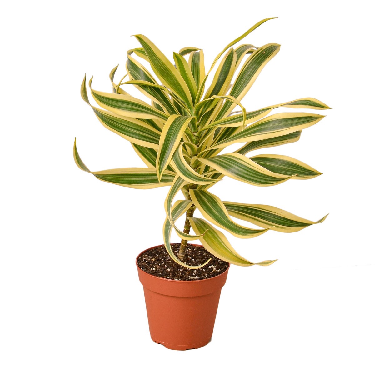 Dracaena Song Of India 4PotWhiteCylinder