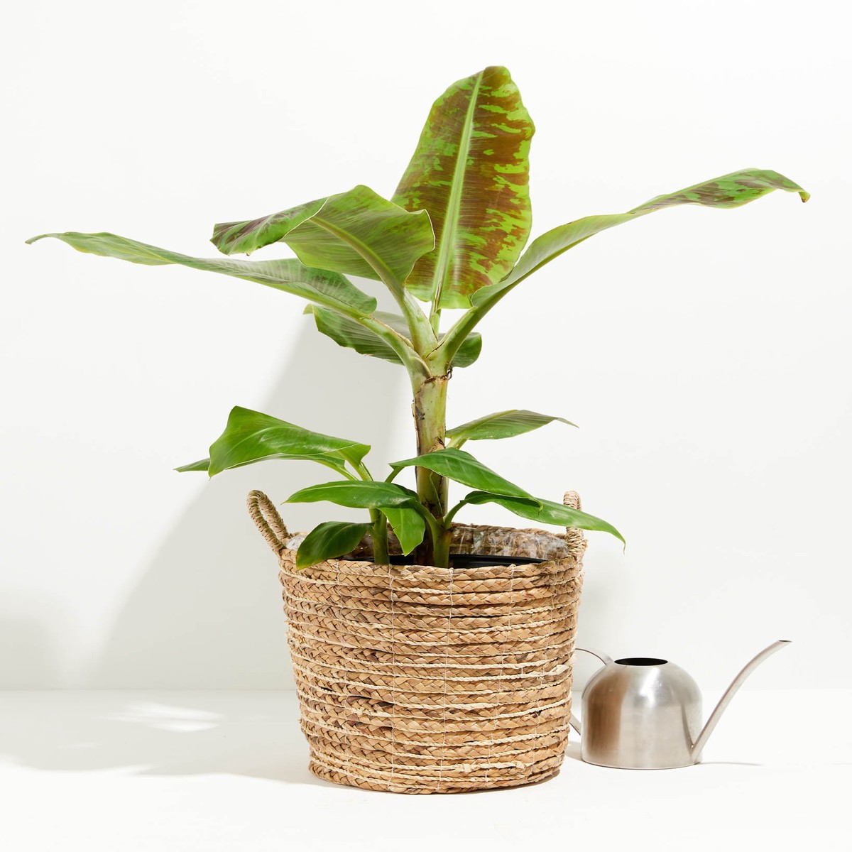 Dwarf Cavendish Banana Tree ExtraLargeGrowerVaries