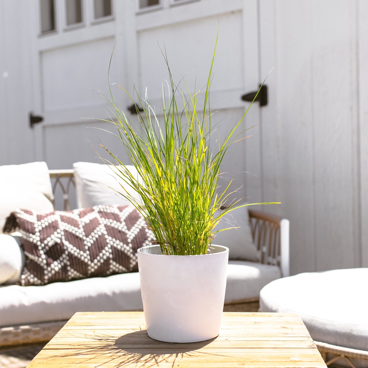 Dwarf Fountain Grass EcoPotEarlGrey