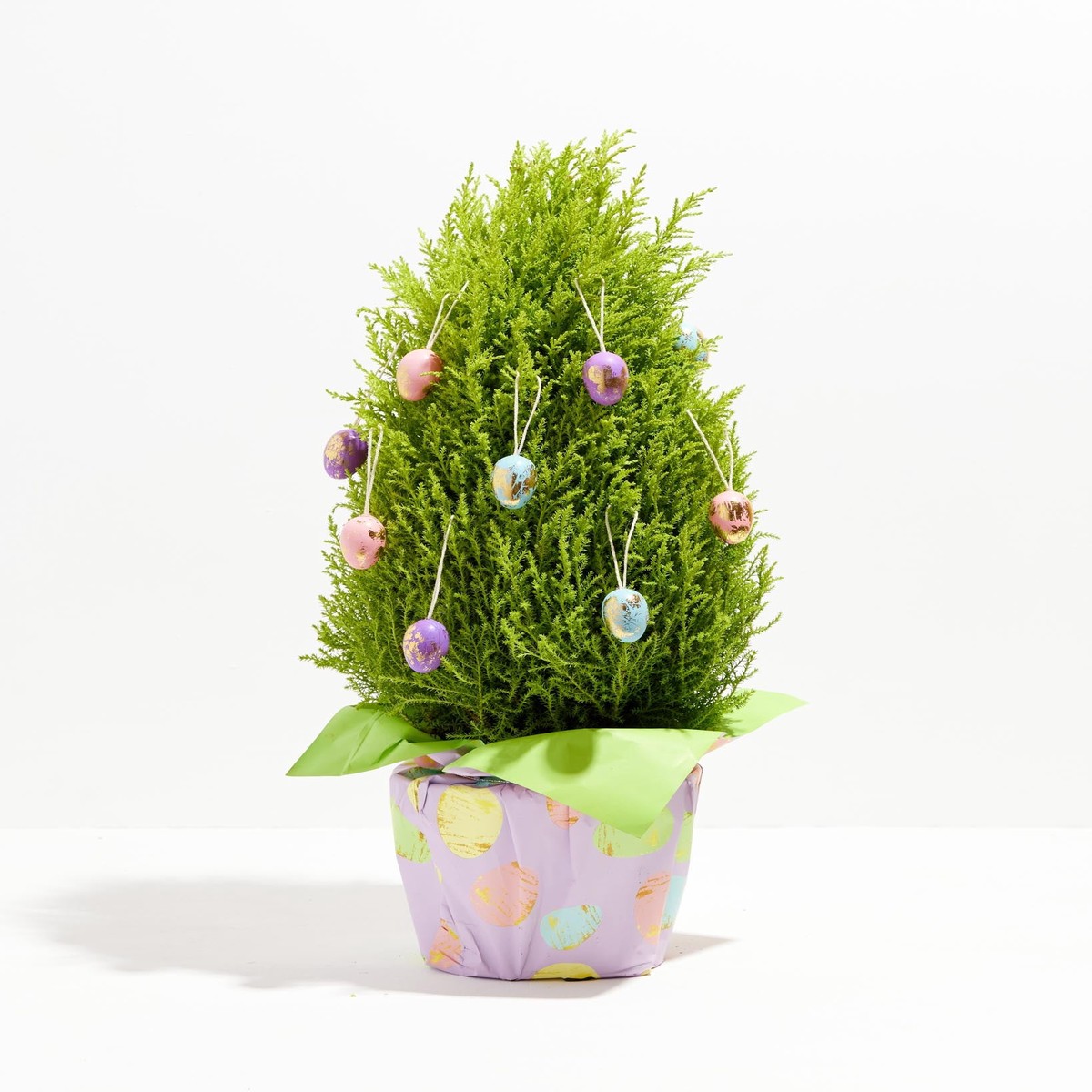 Easter Cypress MediumEcoPotEarlGrey