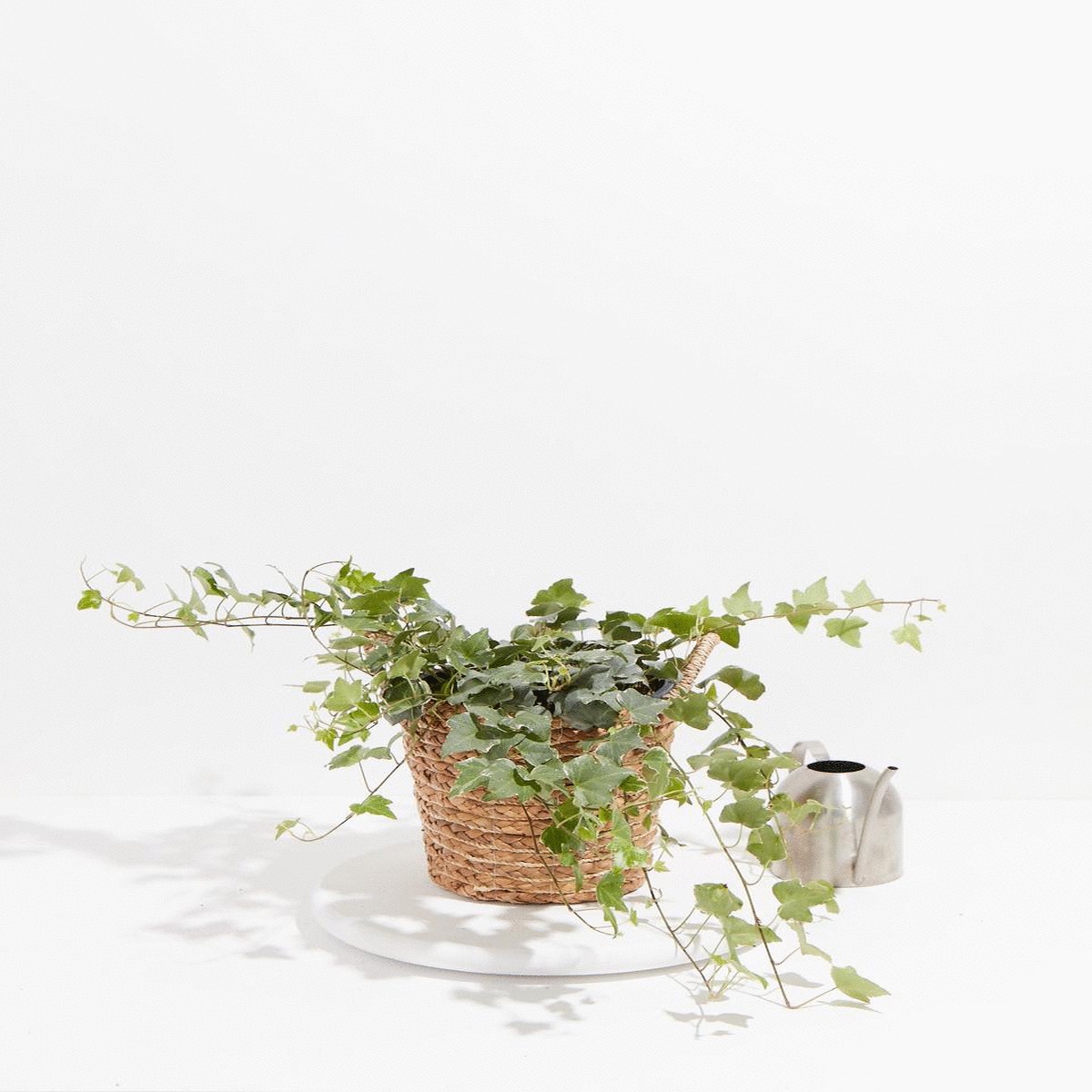 English Ivy Glacier LargeEcoPotEarlGrey