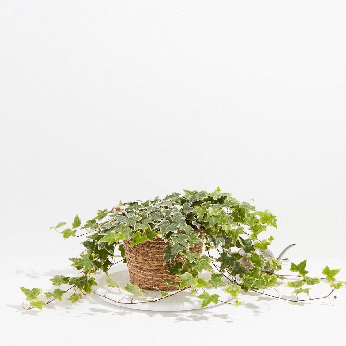 English Ivy Gold Child LargeBasketsLight