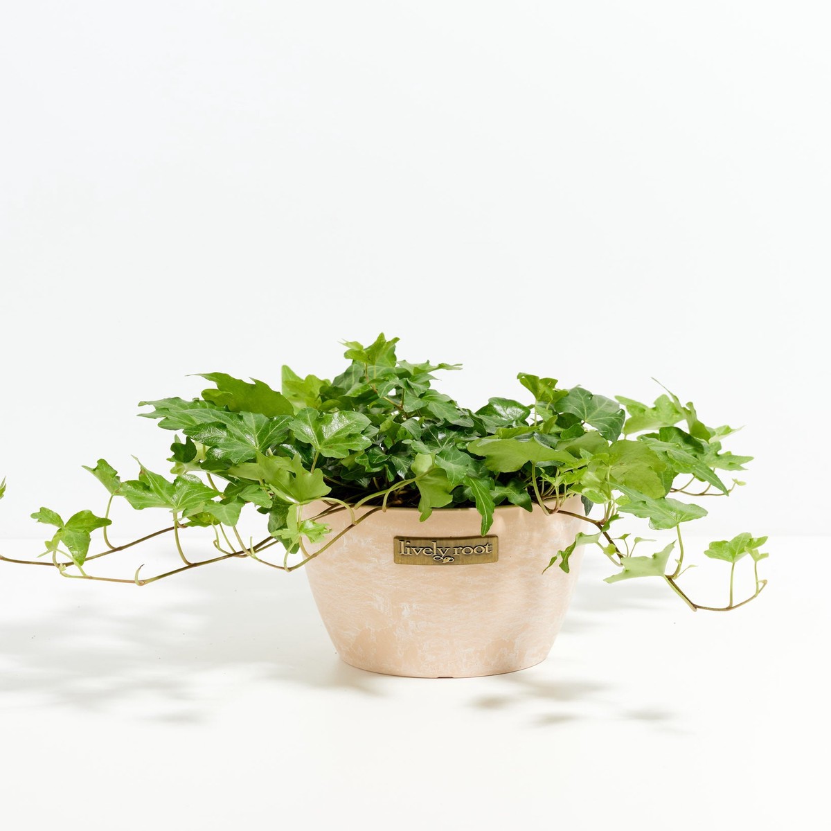 English Ivy Plant (Hedera Helix) LargeEcoPotCoconut