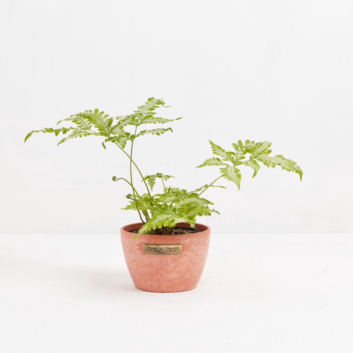 Fern Silver SmallEcoPotEarlGrey