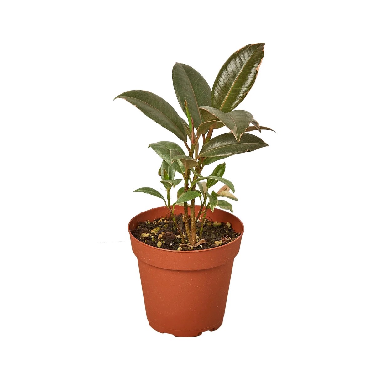 Ficus Elastica Tineke 3Pot