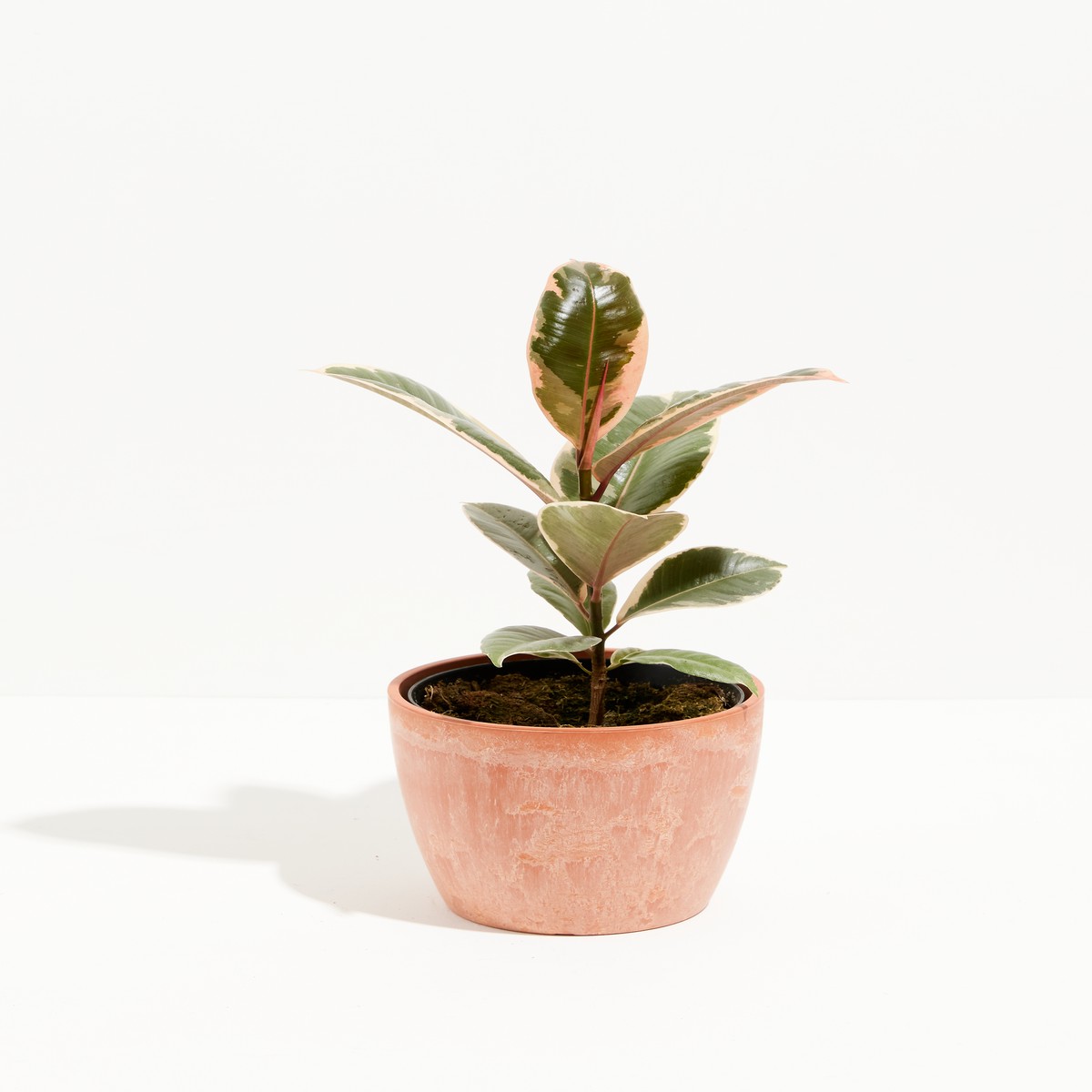 Ficus Tineke (Elastica) MediumEcoPotEarlGrey