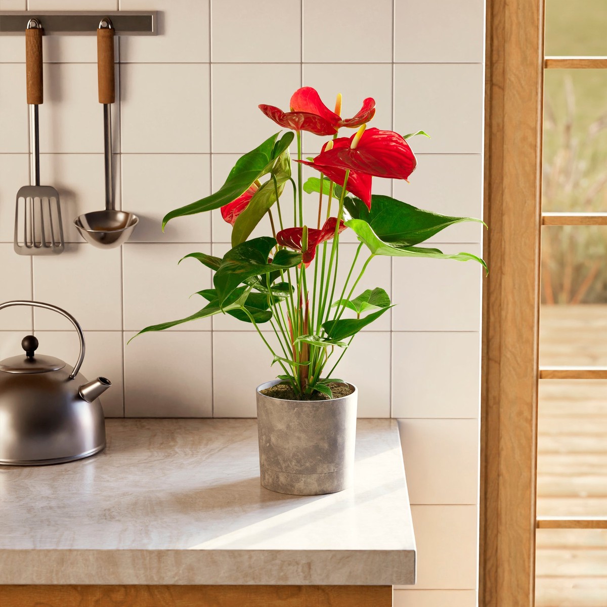 Flamingo Flower MediumEcoPotCoconut