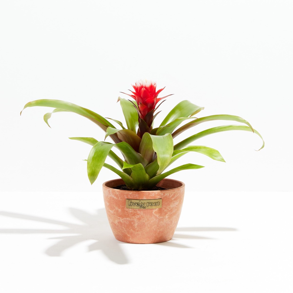 Francesca Guzmania Bromeliad SmallEcoPotChai