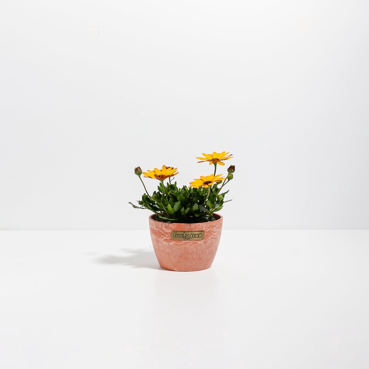 Gold African Daisy SmallEcoPotChai