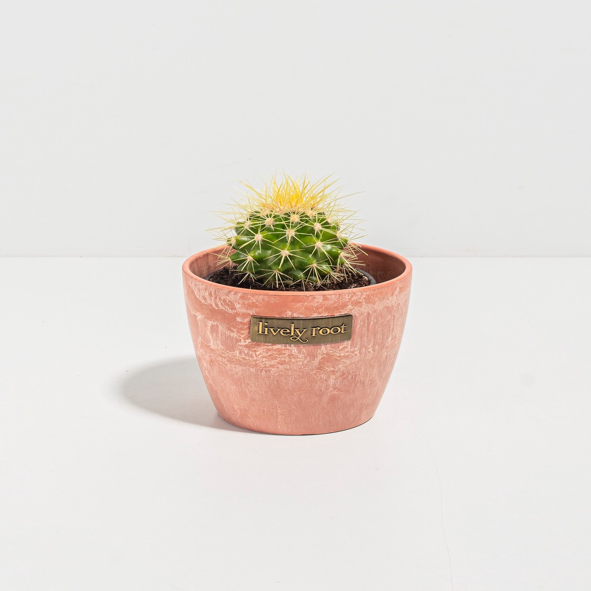 Golden Barrel Cactus SmallEcoPotCoconut