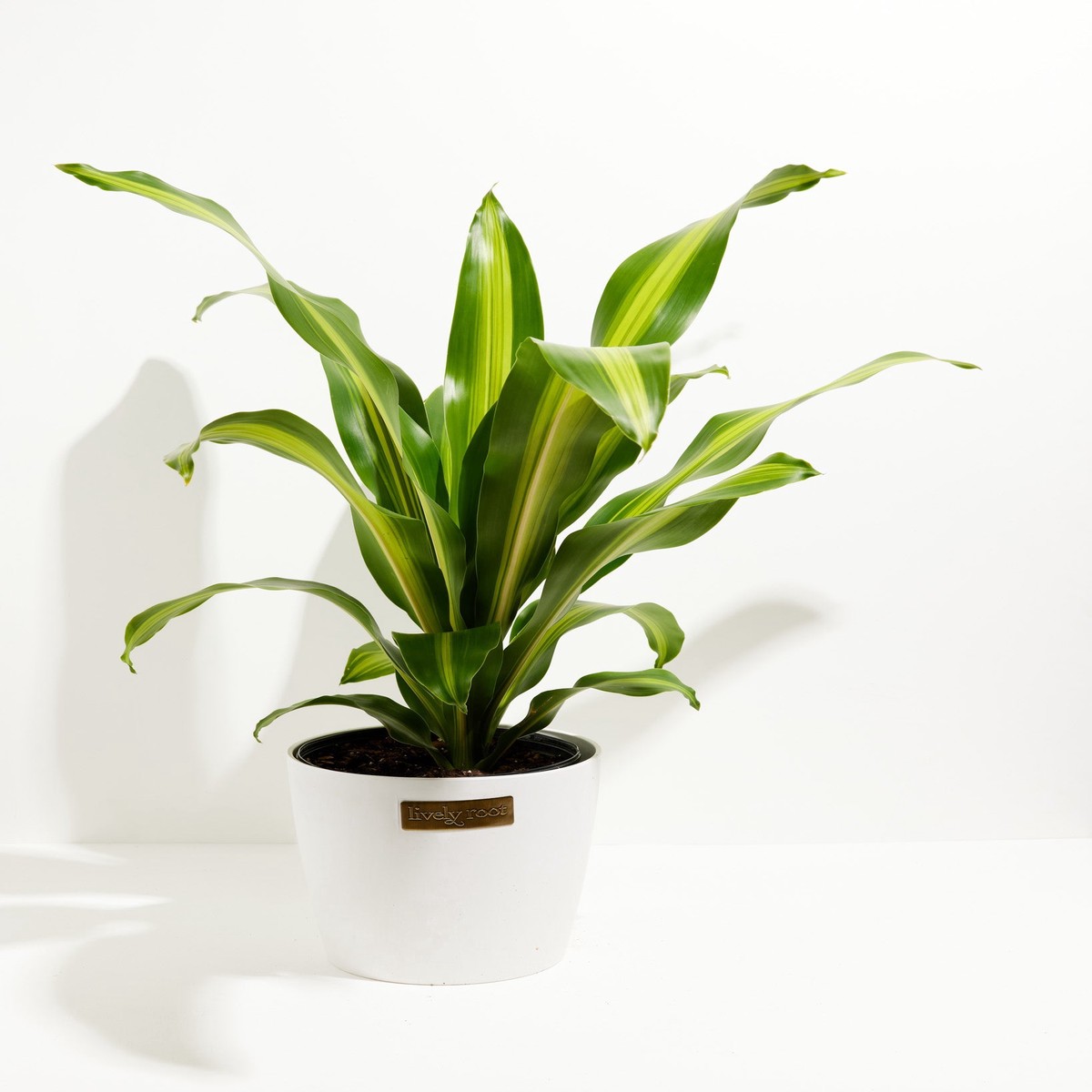 Golden Heart Dragon Tree (Dracaena Fragrans) ExtraLargeEcoPotMacadamia